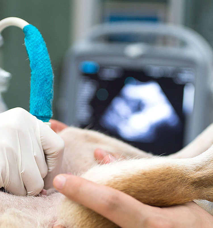 dog with ultrasound wand