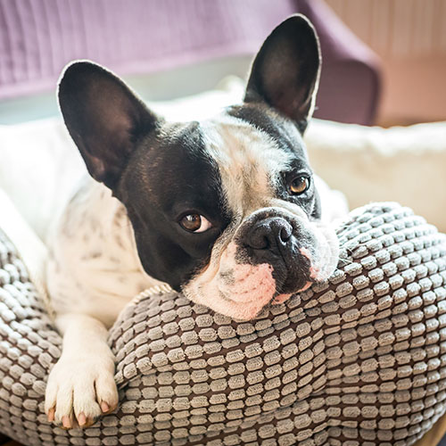 frenchie in dog bed