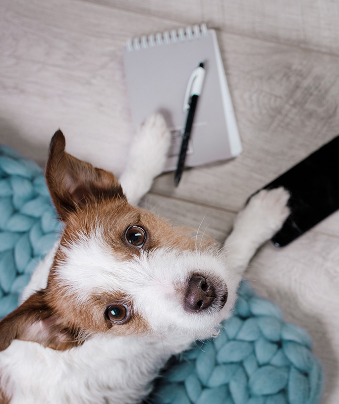 wire haired terrier with phone and pad