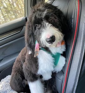 black and white dog in car seat