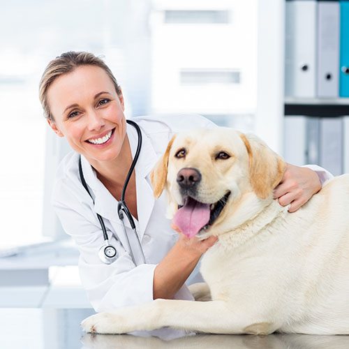vet with yellow lab on table